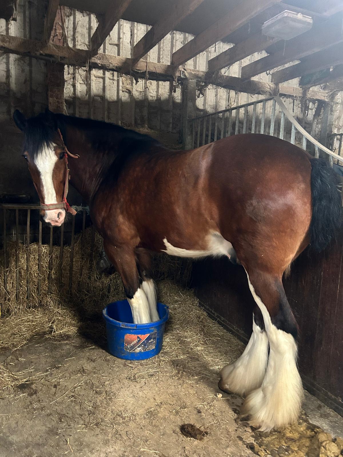 Shire Horse in field